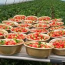 박선희농장 이미지