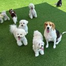 놀러오개 애견유치원 애견호텔 기흥점 이미지