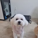 오늘도예쁘개 | 우리강아지 스트레스 안 받는 동탄애견미용애견샵 오늘도예쁘개