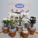 (봄맞이) 홈가드닝 | 봄맞이 식물 추천 내돈내산 갑조네 식물 구매 후기 [홈가드닝]