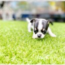 부천강아지분양 고양이분양 24시 데려가개 부천점 이미지