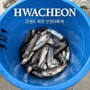 지그천사 | 2026 강원도 화천산천어축제 예약낚시터 주차장 준비물 얼음낚시 꿀팁