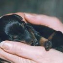 두테리어 이미지