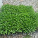 금병농장 이미지