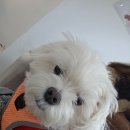 양덕동119 | 양덕동미용실 강아지 데리고 갈수 있는 곳 MH헤어 마산양덕동