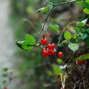 대교횟집 이미지