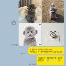 몰래멍냥 이미지