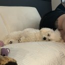 키스더도그/아르테미스 | 키스더도그 미용후기 🐶