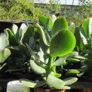 화월농장 이미지