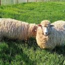 개성농장 이미지