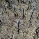 지리산큰나무 이미지