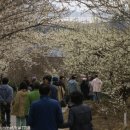 [전남] 국내여행지 - 광양 매화마을(매화축제) 이미지