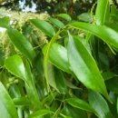 풀냄새꽃향기 이미지