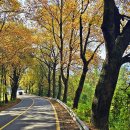 청주가로수길 이미지