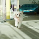 슈가 펫살롱 이미지