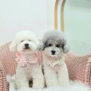 원펫살롱 이미지