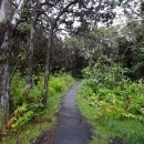 하와이 관광여행 이야기(9).... 빅 아일랜드에서 오아후(와이키키) 섬으로 돌아오다. 이미지