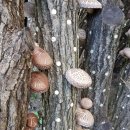 옥계농장 이미지