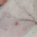 로하스 동물병원 이미지