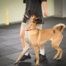 루카스독트레이닝 이미지