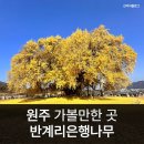 우회도로 | 원주 반계리 은행나무 지금 가면 늦나요? 1318최고령나무 막차 탑승후기 덜 막히는 우회도로 주차 꿀팁