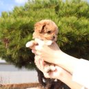 내 품안의 반려견 이미지