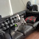 펌킨 펫하우스 청담 이미지