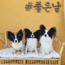 견생상점