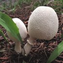 노란날개각시버섯 (흰가루각시버섯) 이미지