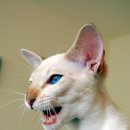 야당동물병원 이미지