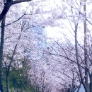 죽림1로가로수 이미지