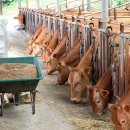 임실한우 이미지