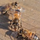 예밀농장 이미지