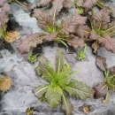 20250418(금) 밭 정리. 적겨자. 소루쟁이.쑥. 자은이하우스. 광대. 쑥가루. 택배. 머위. 보리뱅이. 초벌부추. 밤운동. 정리 이미지