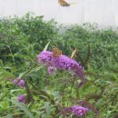 나비농장2 이미지