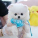 내 품안의 반려견(강서점) 이미지