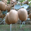 양지농원 이미지