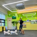 애견카페 애견유치원 펫레터 이미지