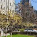 서초1동청사 앞마당 3 | [서초법무사, 교대역법무사]서초1동 주민센터 다녀오는 길, 서울중앙지방법원 앞마당의 봄