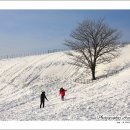 대관령목장 이미지