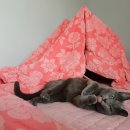 도그루밍 이미지