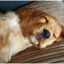 꿈에 동물병원 이미지