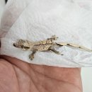 초록도마뱀 | [울산/신정동] 초록섬도마뱀 / 신정동 도마뱀샵, 울산 크레스티드게코 분양 후기