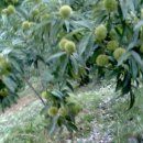 섭이농장 이미지