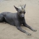 도그헤어 이미지