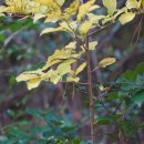 대팻집나무[Aquifoliaceae (감탕나무과) ＞ Ilex (감탕나무속) ＞ macropoda (대팻집나무)] 이미지