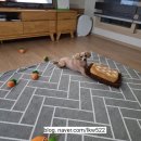 힐펫 이미지