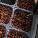 자라는 씨앗 | 다이소 씨앗 대파 수경재배로 키우기