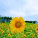 황산공원 배구장 이미지