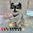 포포펫살롱 | 수원 애견미용 포포펫살롱에서 포메 곰돌이컷